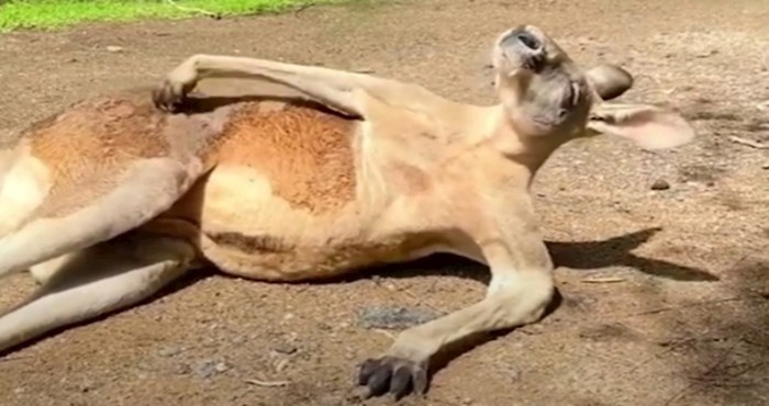 VIDEO Rastopit ćete se kad vidite klokana koji se bezbrižno češka na suncu