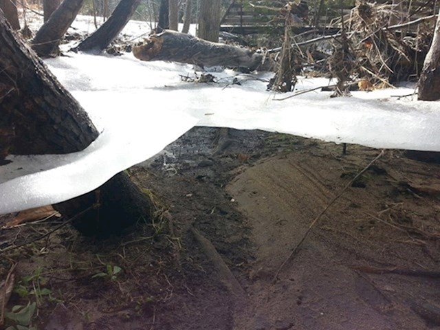 14.Tanki sloj leda koji je zaostao među stablima nakon što se povukla poplava.