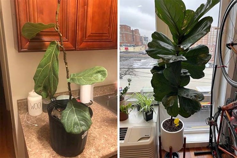 13. "Spasila sam biljku iz smeća. Ovo je ona 3 mjeseca kasnije!"