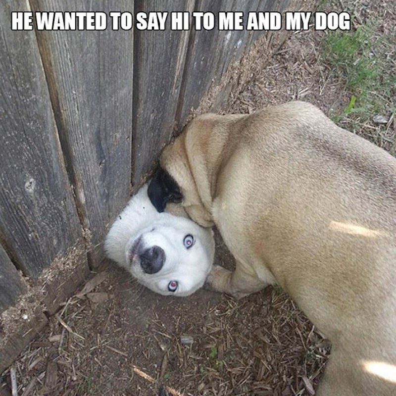 1. Htio se pozdraviti s mojim psom i sa mnom...