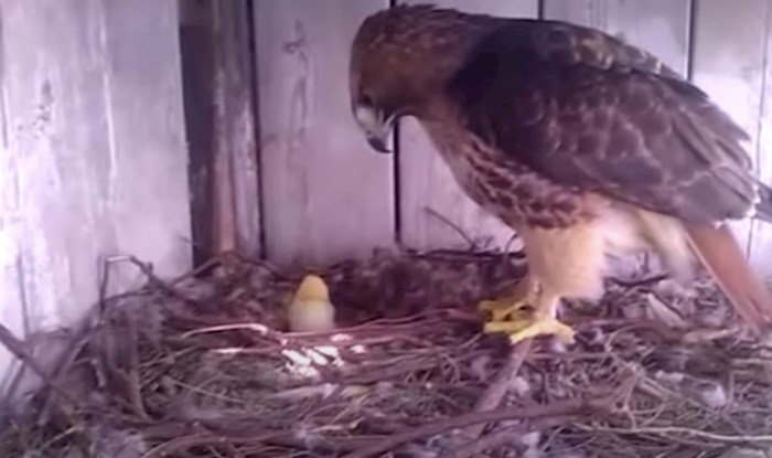 VIDEO Farmer je stavio kokošje jaje ispod orlovog gnijezda, pogledajte što se dogodilo