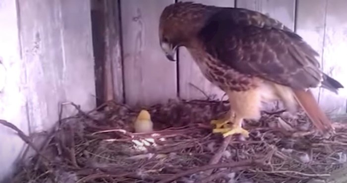 VIDEO Farmer je stavio kokošje jaje ispod orlovog gnijezda, pogledajte što se dogodilo
