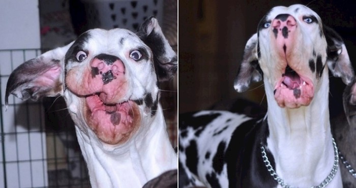 Ovo je Mutka, definitivno najmanje fotogeničan pas na svijetu