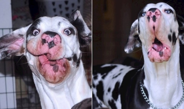 Ovo je Mutka, definitivno najmanje fotogeničan pas na svijetu