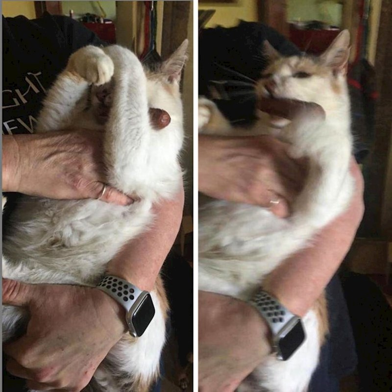 Bori se za kobasicu koju je ukrala vlasnici.