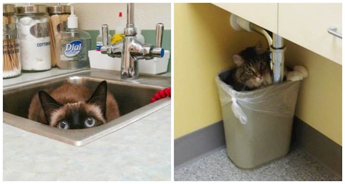 20 mačaka koje su se sakrile od veterinara na jako smiješna mjesta