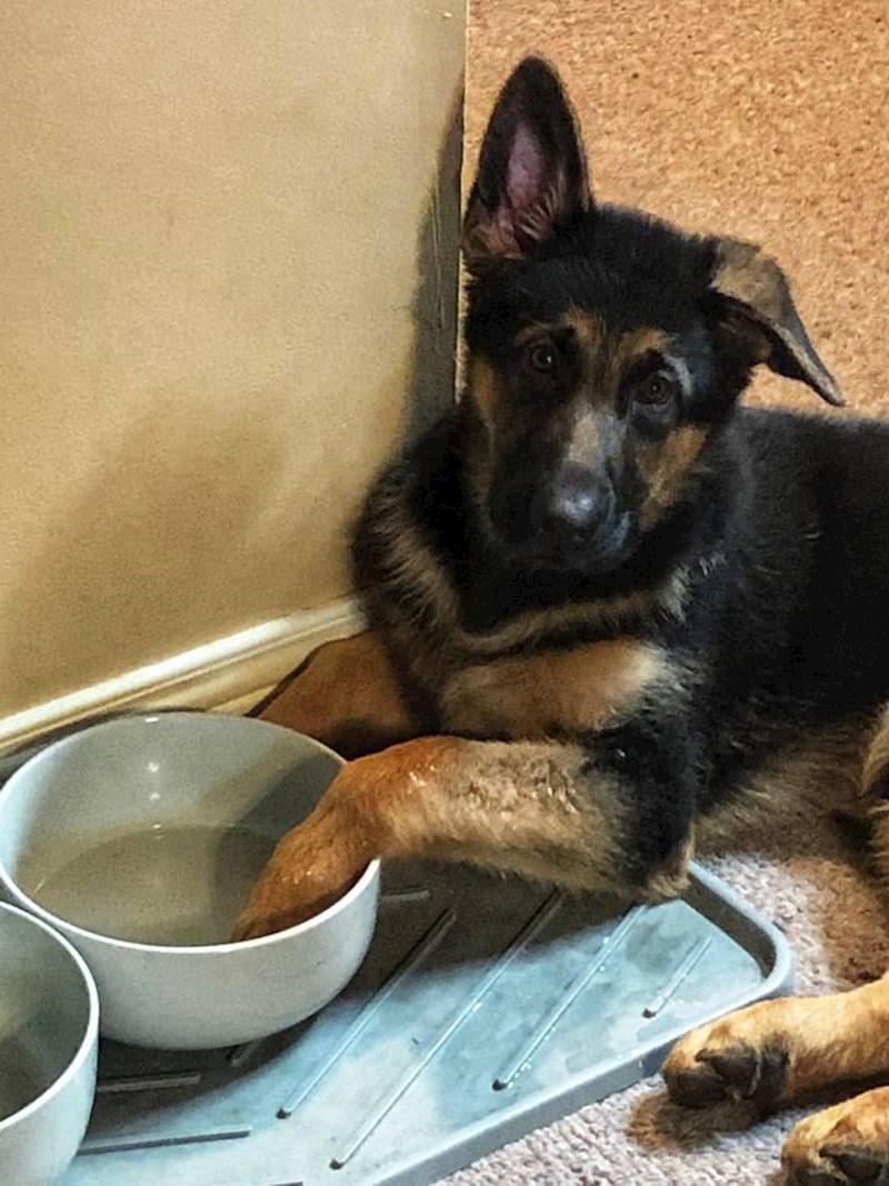 6. "Obožava piti sa šapom uronjenom u posudu s vodom. Njegovim vlasnicima koji moraju čistiti mokre tragove šapa za njih to baš i nije zabavno."