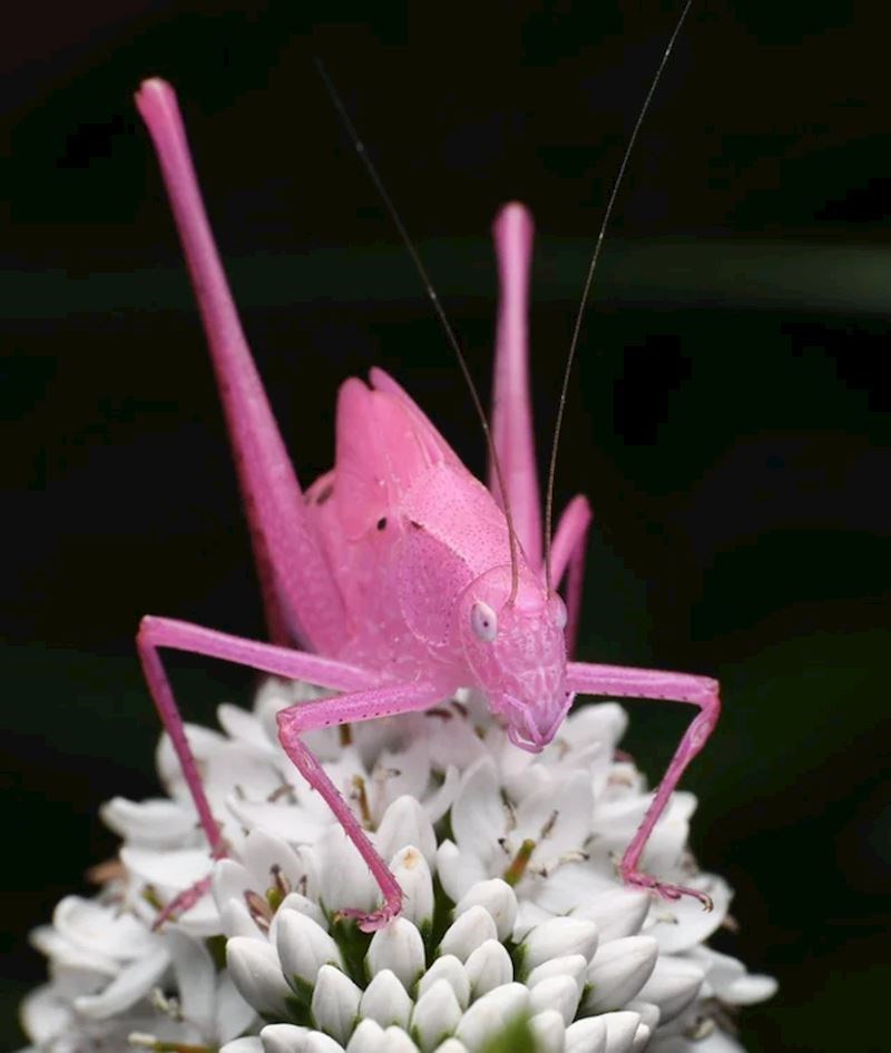 14. Ružičasti skakavac