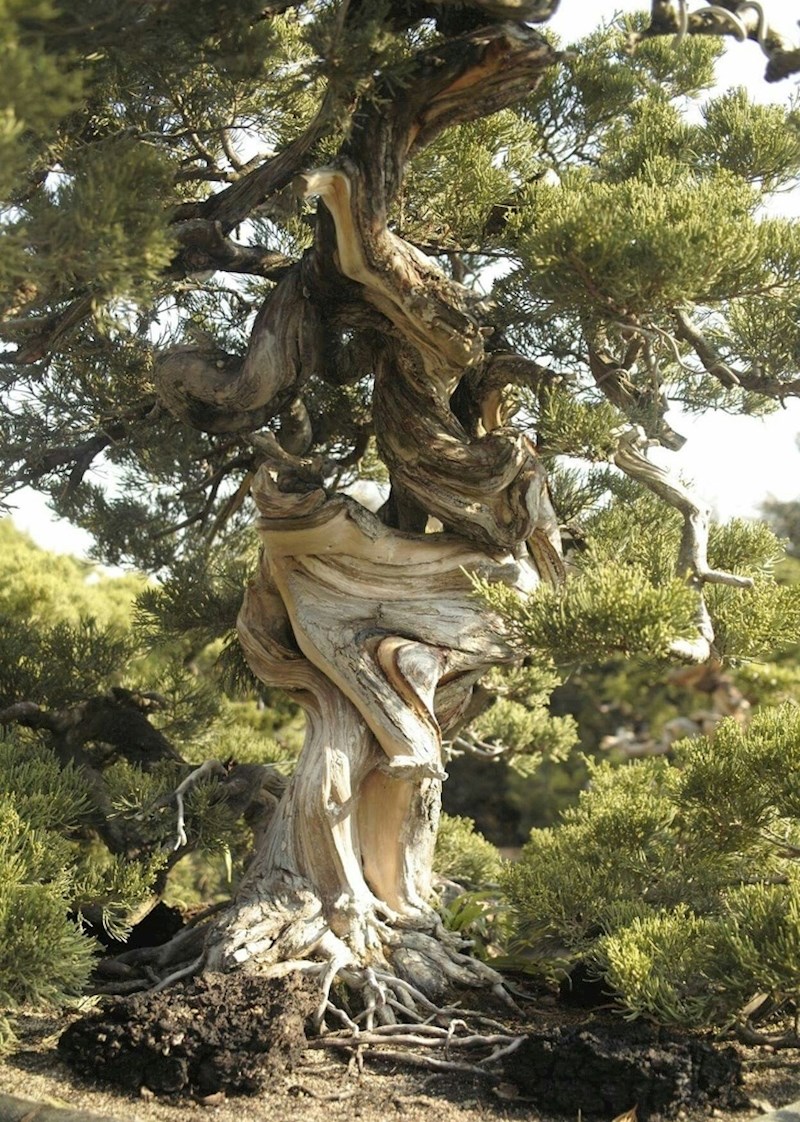 10. Da je ovo stablo čovjek, moglo bi ispričati vrlo zanimljivu priču o svom životu.