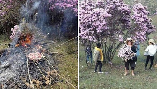 #13 Turisti uništavaju prekrasna stabla azaleje u Kini, a neki su čak otišli u toliku krajnost da su ih iskoristili kao grane za roštilj