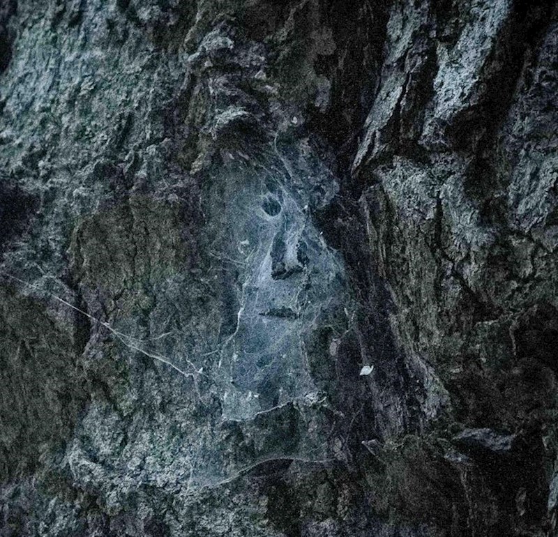 5. Lice starca u paučini