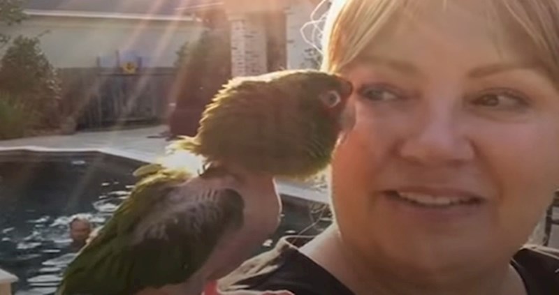 VIDEO Traumatizirani papagaj mrzio je ljude, sve dok nije upoznao ovu ženu
