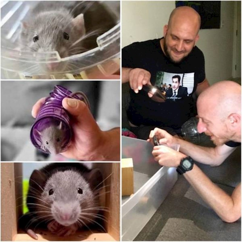 3. "Moj 35-godišnji dečko danas je dobio svojeg prvog kućnog ljubimca. Njegov najbolji prijatelj i on stalno su ga fotkali i bili jednostavno preslatki!"