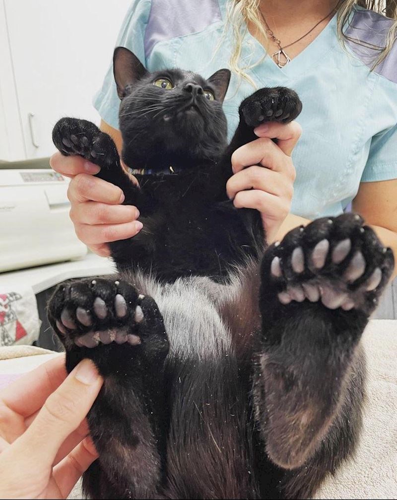 1. Baš mu slatko stoji koji prstić viška na šapici