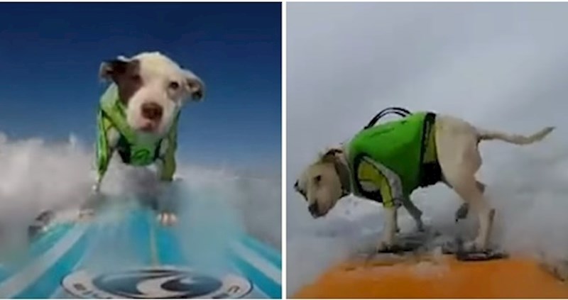 VIDEO Pit bull spašen s lanca postao profić u surfanju