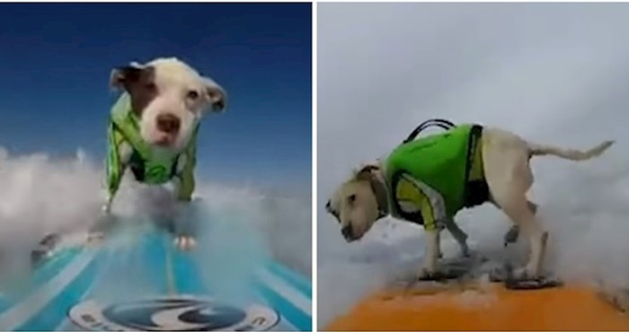 VIDEO Pit bull spašen s lanca postao profić u surfanju
