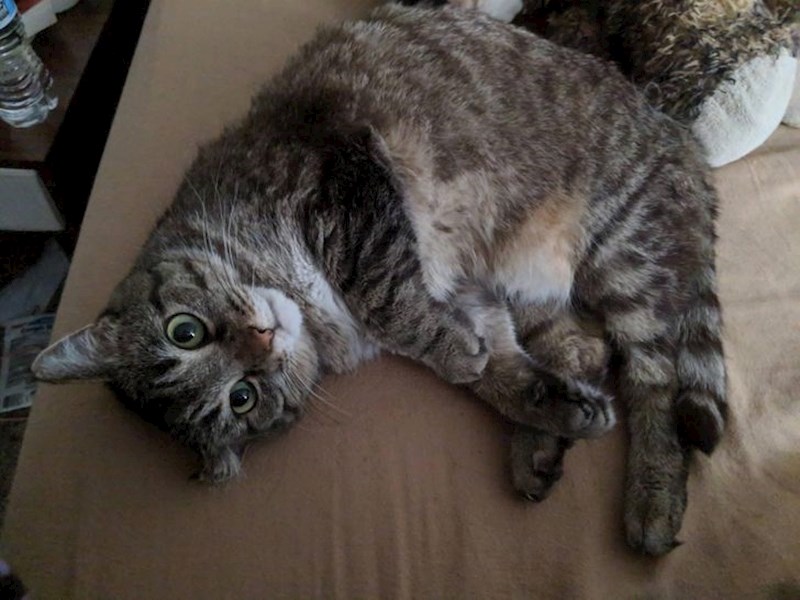 1. Tog dana bila je jako dosadna i glasno mijaukala. Shvatila sam da me vodi do sobe u kojoj sam pronašla svoju drugu macu koja leži u nesvijesti. Veterinar je rekao da smo došli u zadnji čas, a on je ispao pravi heroj!