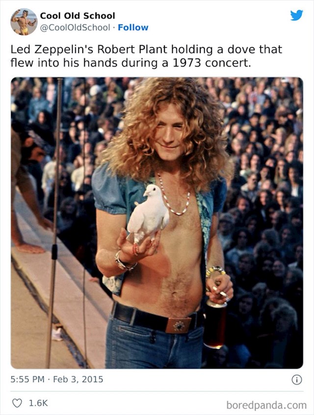 5. Robert Plant, pjevač Led Zeppelina, drži golubicu koja mu je sletjela na ruke tijekom koncerta 1973. godine