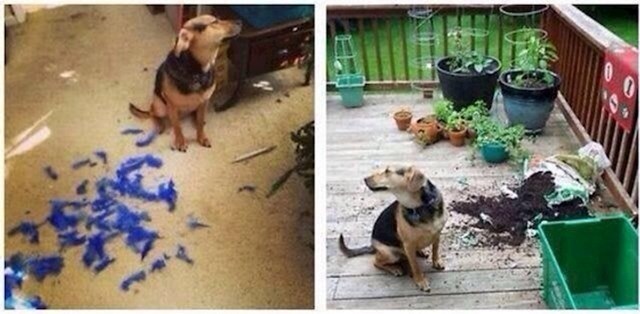 19. "Moj pas obožava nešto uništiti i onda se praviti da on nema veze s tim..."