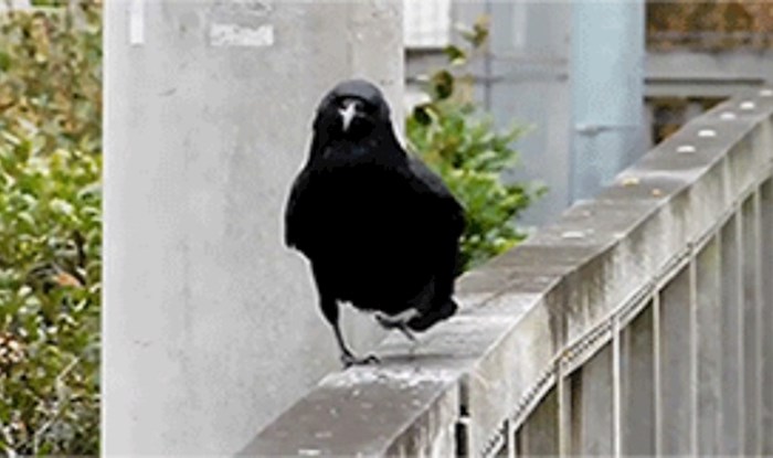 Način na koji ova vrana hoda toliko je simpa da ćete se odmah nasmijati
