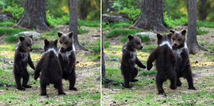 Fotograf nije mogao vjerovati svojim očima kad je vidio medvjediće koji plešu