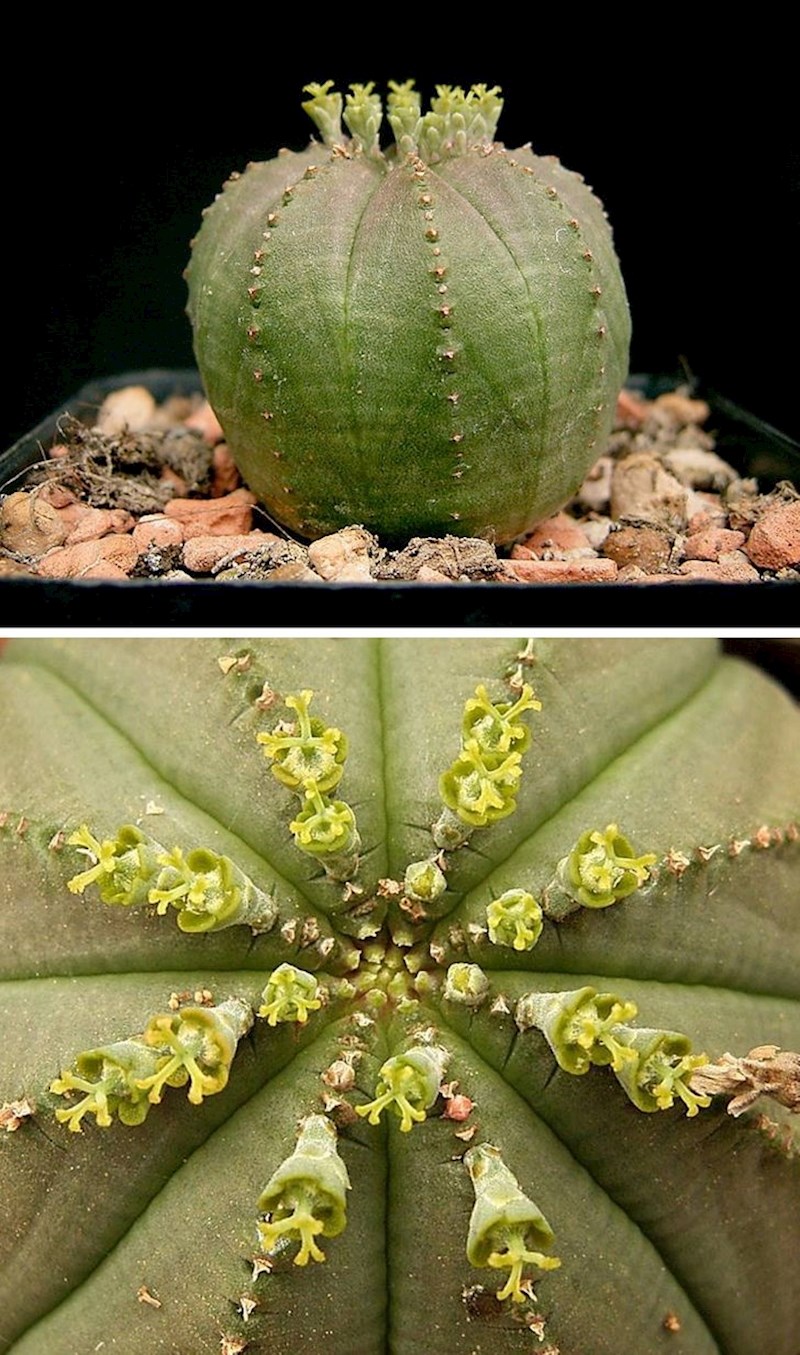 7. Morski jež (Euphorbia obesa)