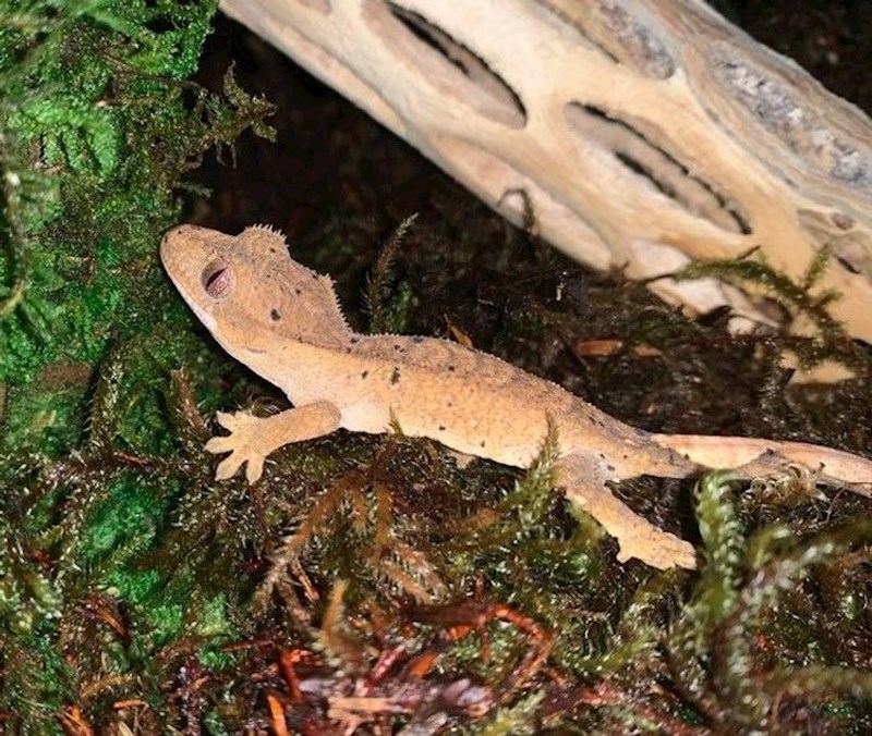 18. Neobičan gušterčić.