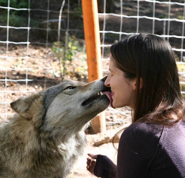 12. "Posjetila sam utočište za vukove. Ovako oni odlučuju sviđate li im se ili ne..."