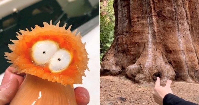 20 puta kad je priroda redizajnirala svoje kreacije tako da izgledaju kao dječji crteži