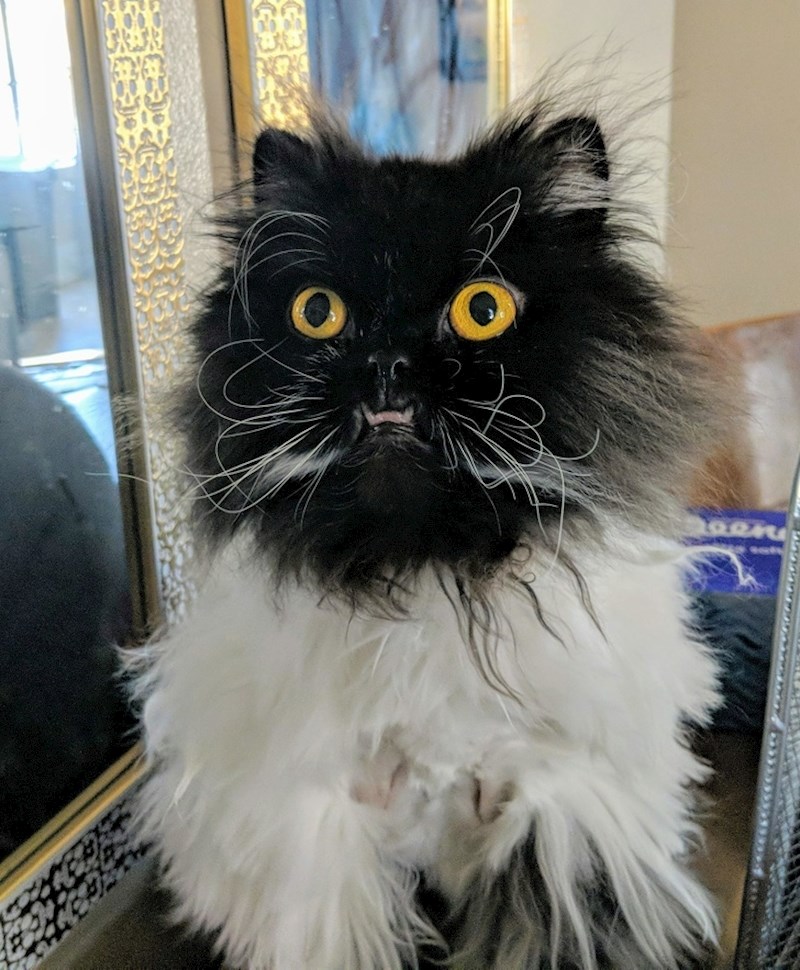 12. "Svi koji vide moju mačku odmah se zaljube u nju."