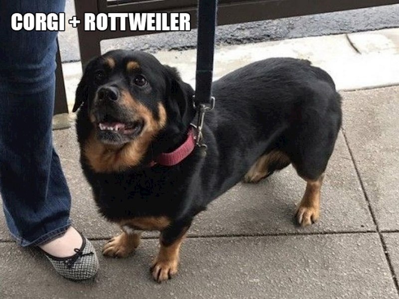 6. Korgi + rotvajler