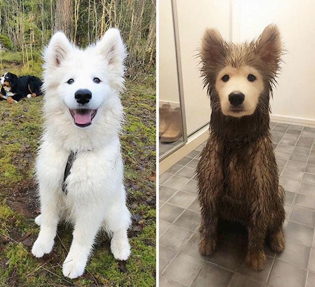 3. Moj pas prije i poslije igranja s drugim psima u parku