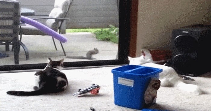 Kućne mace su pokušale uloviti vjevericu, to se pretvorilo u katastrofu