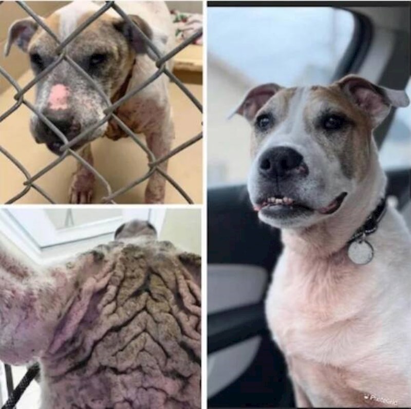 2. Pas prije i nakon udomljavanja