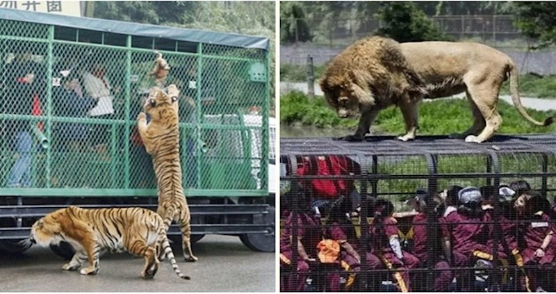 Ovako izgleda Zoološki vrt u kojem su ljudi u kavezima, a životinje slobodne