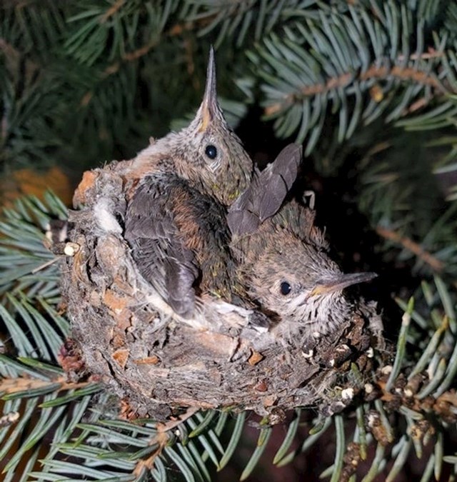 17. "Gnijezdo kolibrića u mojem dvorištu."