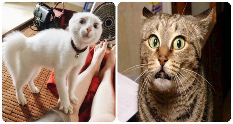20 ljudi pokazalo je što se dogodi kad uzvrate mijaukanje svojoj mački, fotke su urnebesne