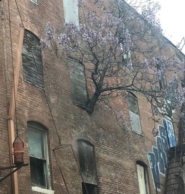 15. Napuštena stambena zgrada