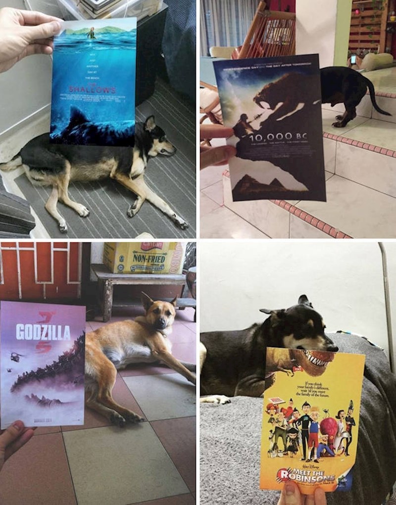 10. Spaja postere filmova i pse i radi ove čudnovate, ali jako fora fotografije