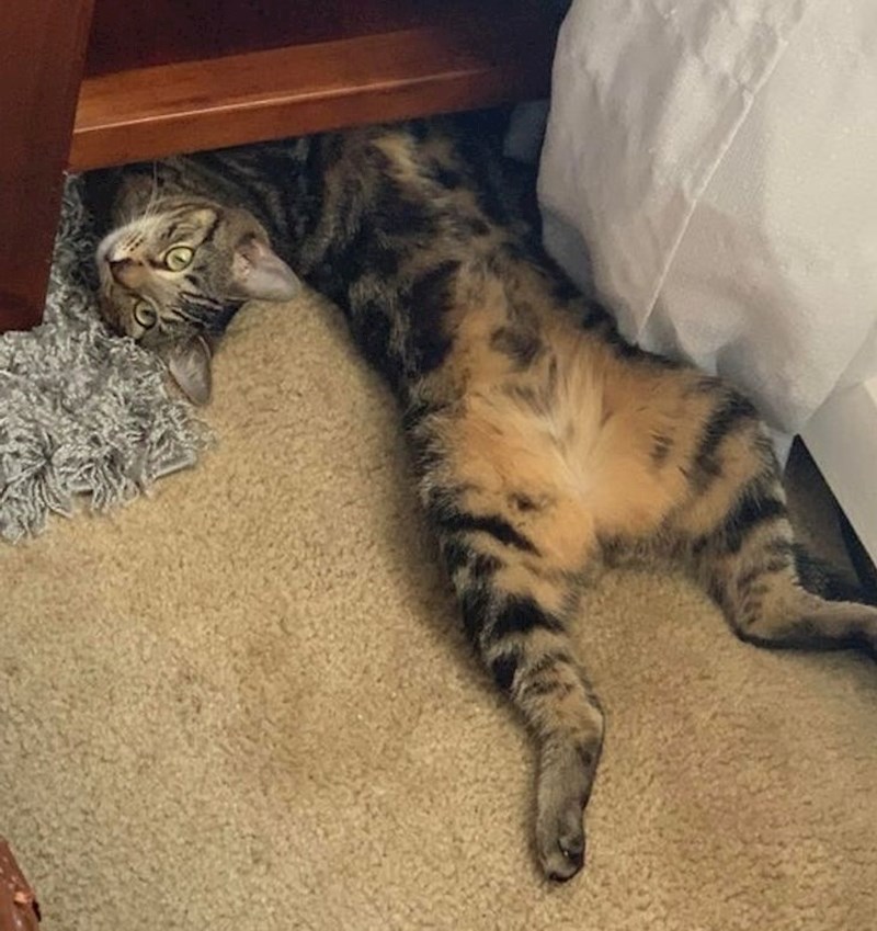 12. Samo jedna mačka je ispod