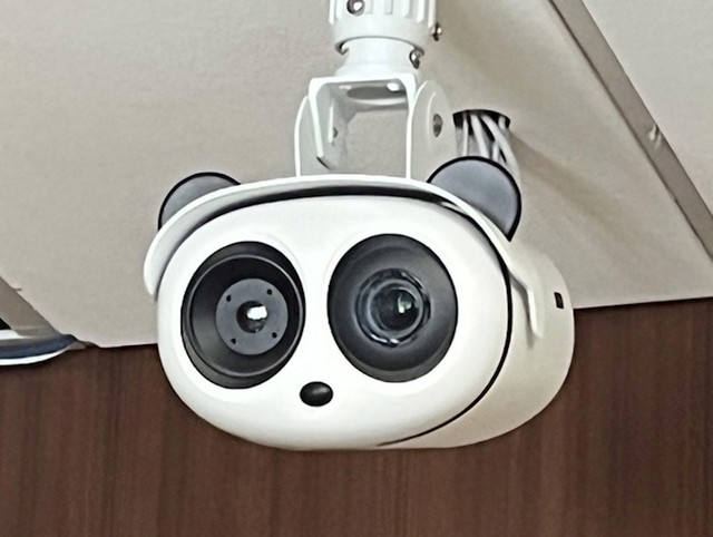 13. Pandica