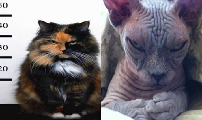 23 mačke koje definitivno planiraju napraviti neko zlodjelo