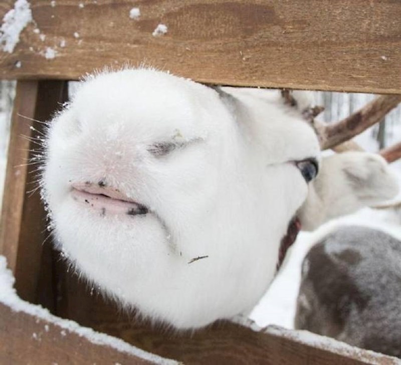 10. Jeste li ikad vidjeli jelenove usne?