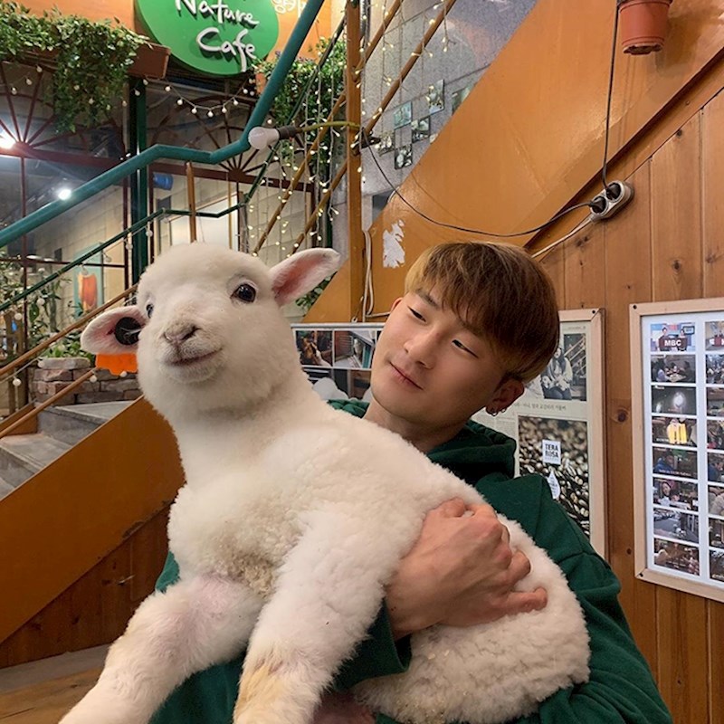 Ovce jednostavno uživaju u ljudskoj pažnji.