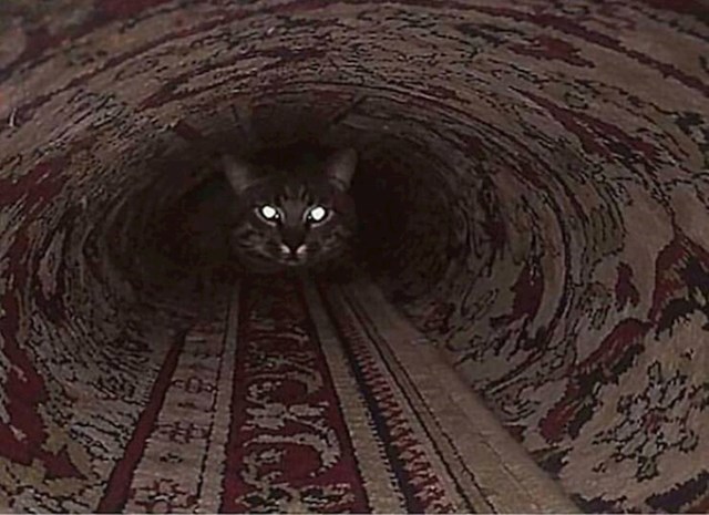Mačka koja je zapela u tunelu.