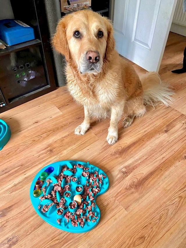 1. Zaboravio je psu dati komandu da može početi jesti. Jadničak je nepomično stajao i čekao pored svoje zdjelice dobrih 20 minuta.