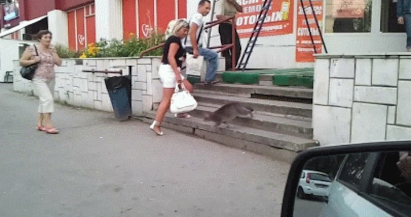 Snimka nesvakidašnje ulične borbe koju nećete lako zaboraviti