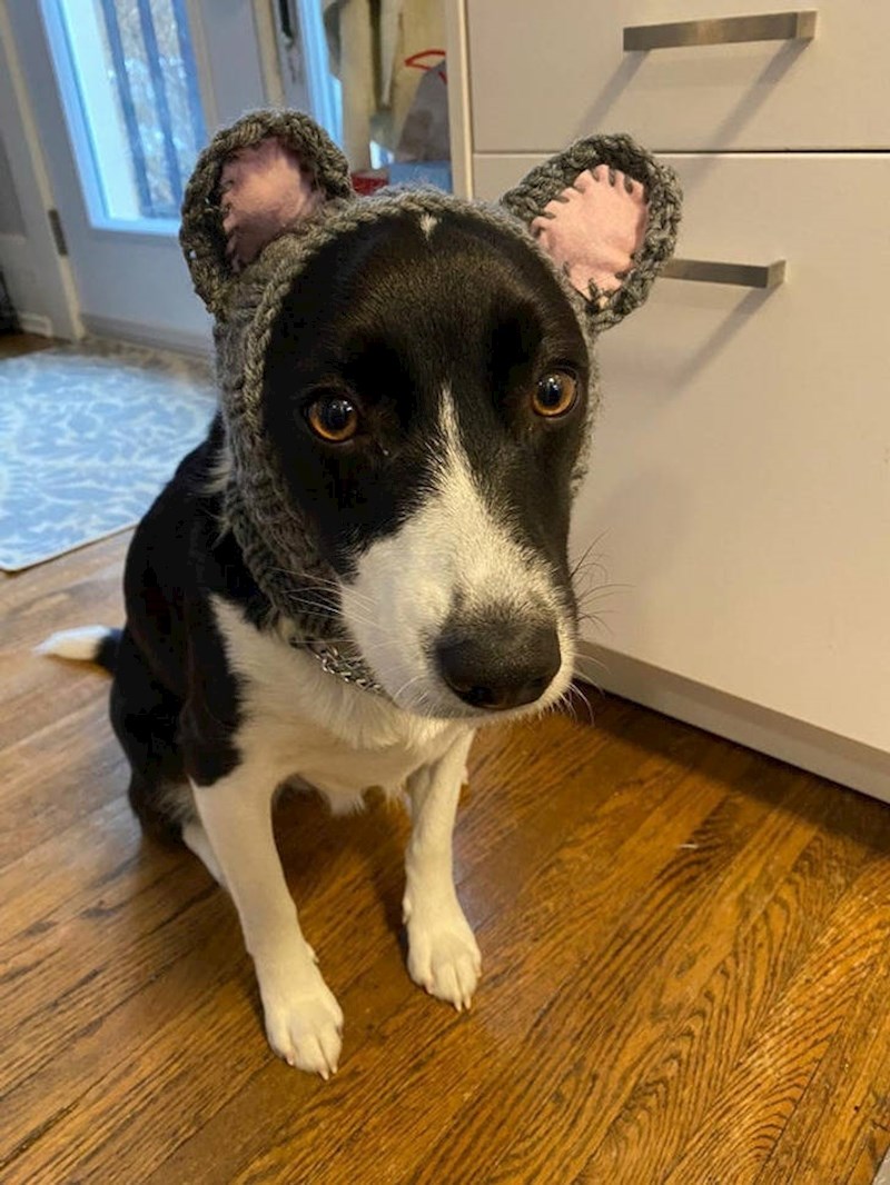 3. "Moja susjeda isplela je ovo svim psima u kvartu!"