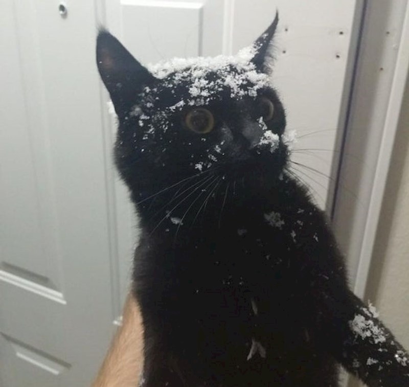 7. "Ovako je moja mačka reagirala kad je prvi put izašla na snijeg."