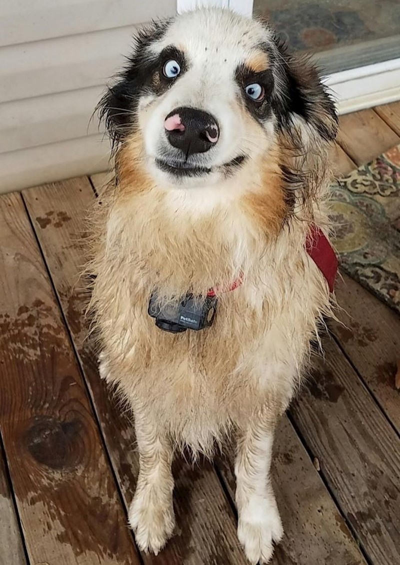 4. Pustila sam ju u vrt da obavi nuždu i vratila se ovakva...🙄